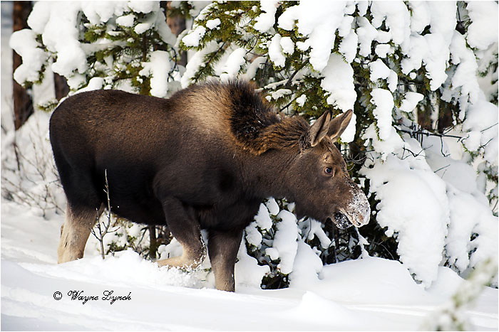 7 month old Moose Calf 123 by Dr. Wayne Lynch ©
